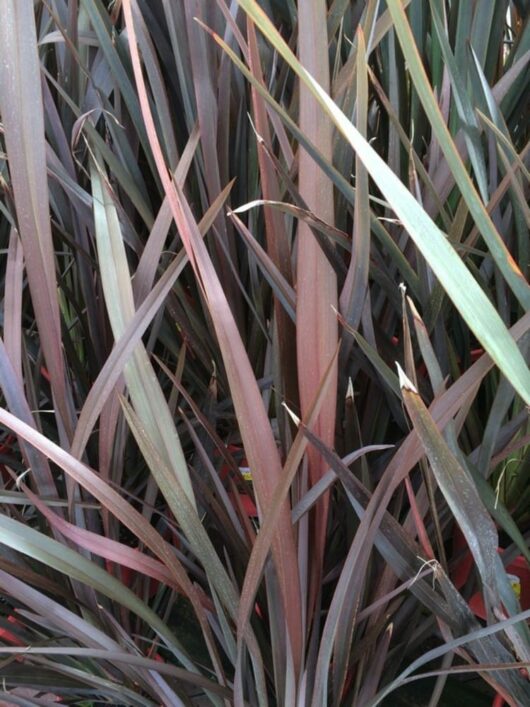 Close-up image of the long, narrow, and pointed green and reddish-brown leaves of a Phormium 'Bronze Warrior' Flax 8" Pot with a dense arrangement.