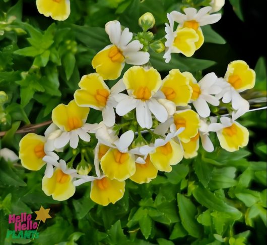 A 6" pot of Nemesia 'Banana Split' features a stunning display of yellow and white blooms surrounded by lush green foliage.