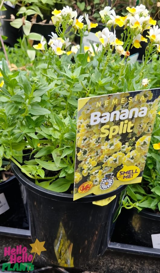 The Nemesia 'Banana Split' blooms with yellow and white flowers in a 6" pot, featuring a "Smell Me!" label and charming logos that invite you to enjoy its sweet fragrance.