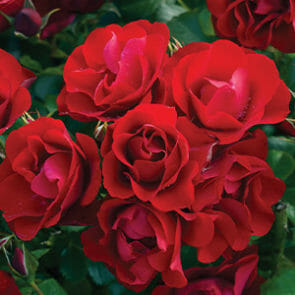 Rose 'Black Forest' 2ft Standard *Premium* - Hello Hello Plants ...