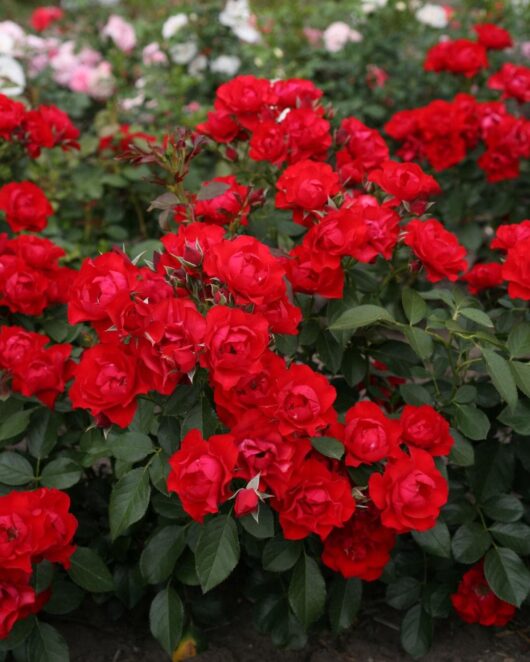 A dense cluster of vibrant red roses with green leaves, including the striking Rose 'Black Forest®' 2ft Standard, surrounded by other blooming flowers in the background.