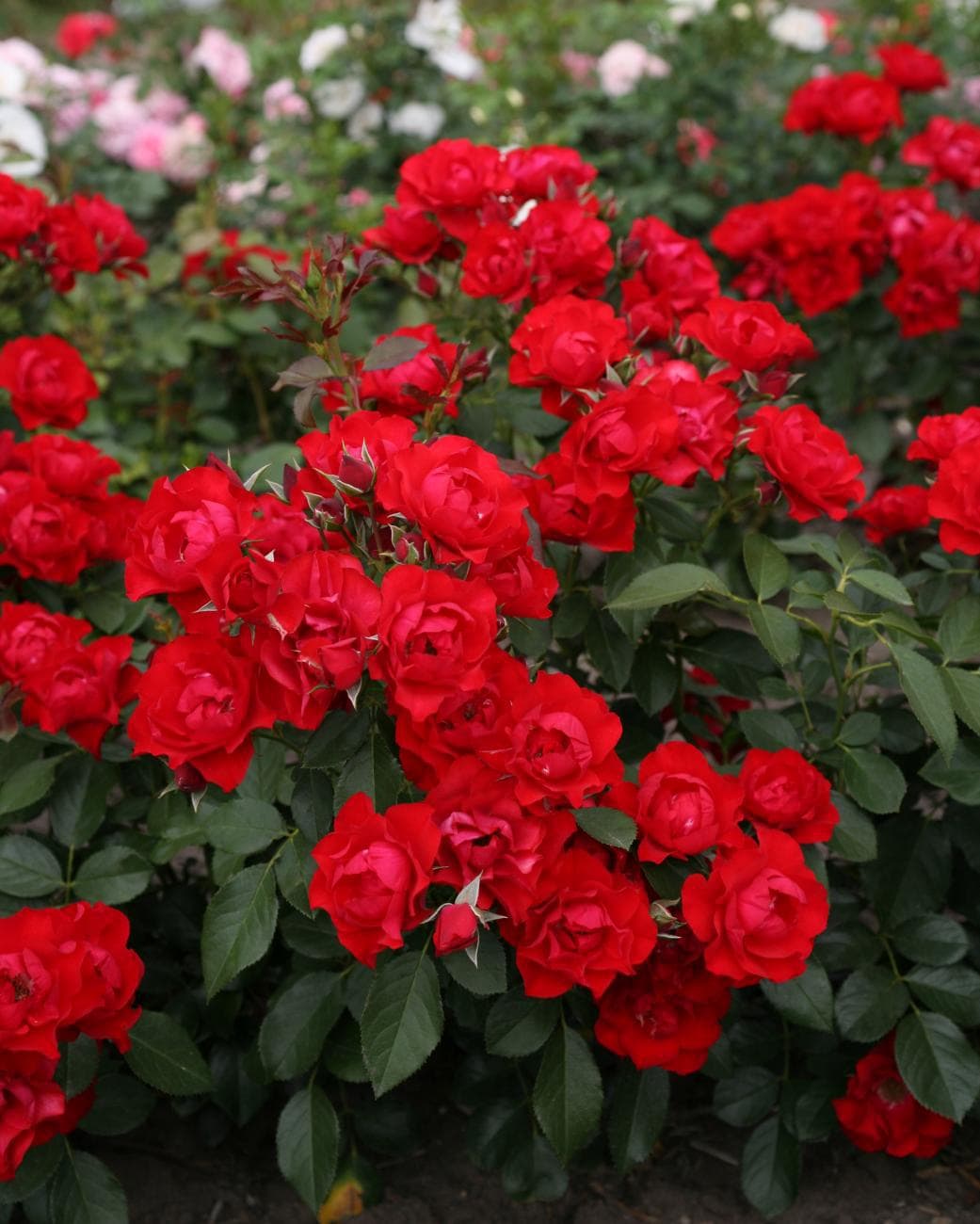 Rose 'Black Forest®' 2ft Standard - Hello Hello Plants