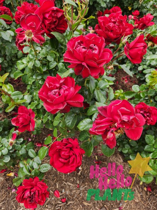 rose hybrid tea bright red rose bush mass flowering Gallipoli centenary of Federation roses