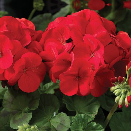 Close-up of vibrant red Geranium 'Maverick™ Scarlet' 4" Pot flowers with green leaves, illuminated by sunlight.