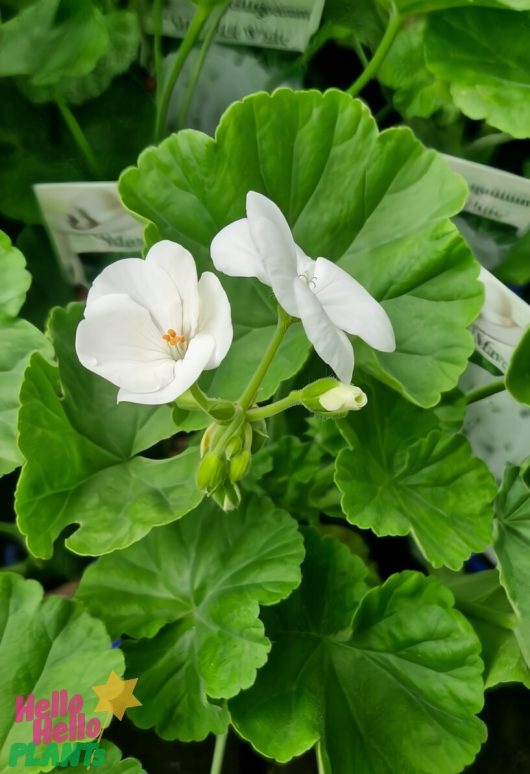 Close-up of Geranium 'Maverick™ White' flowers and vibrant green leaves in a 4" pot.