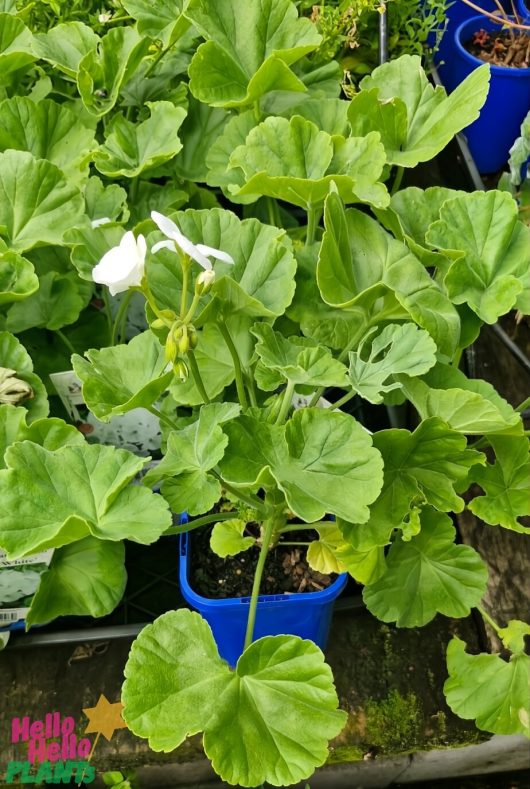 A Geranium 'Maverick™ White' in a blue 4" pot boasts large green leaves and delicate white flowers, perfectly nestled among other plants.