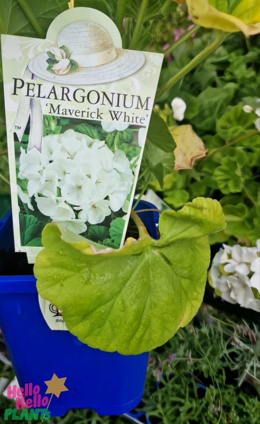 The Geranium 'Maverick™ White' comes elegantly in a blue 4" pot, featuring lush green leaves and a picture label showcasing its delicate white flowers.