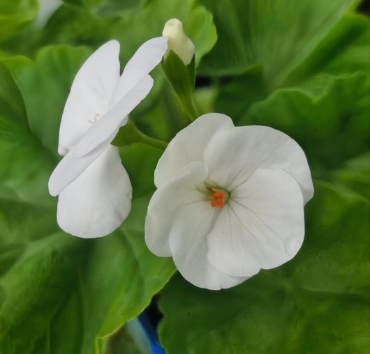 A close-up of two Geranium 'Maverick™ White' flowers, elegantly nestled among green leaves, blooming vibrantly in a 4" pot.