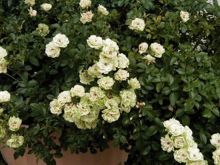 Rose Green Ice 2ft Standard Premium Hello Hello Plants And Garden 