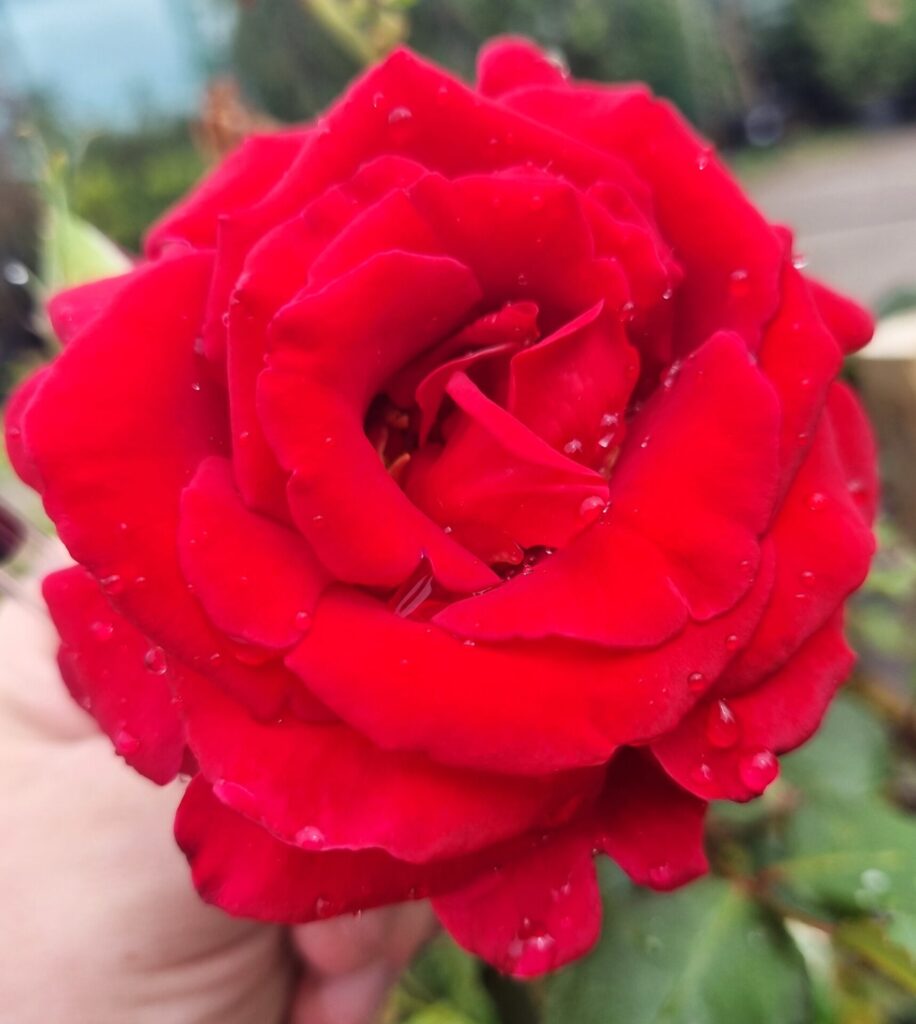 Rose 'Firefighter®' Bush Form - Hello Hello Plants & Garden Supplies