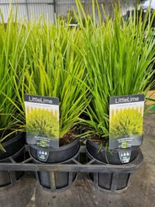 Lomandra 'Little Lime' 6