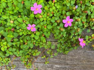 The vibrant Jamaican Orange bougainvillea flowers and lush green leaves cascade over a weathered wooden surface.