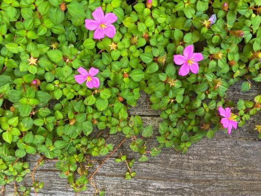 The vibrant Jamaican Orange bougainvillea flowers and lush green leaves cascade over a weathered wooden surface.