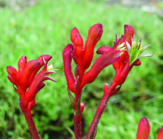 Close-up of vibrant red Anigozanthos 'Bush Inferno™' Kangaroo Paw 6" Pot flowers, against a green blurred background.
