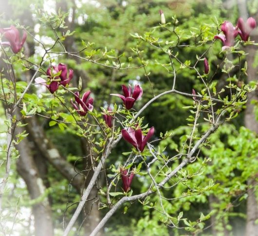 A Magnolia 'Genie' 10" Pot with young green leaves and several blossoming dark pink flowers thrives in a forested area.