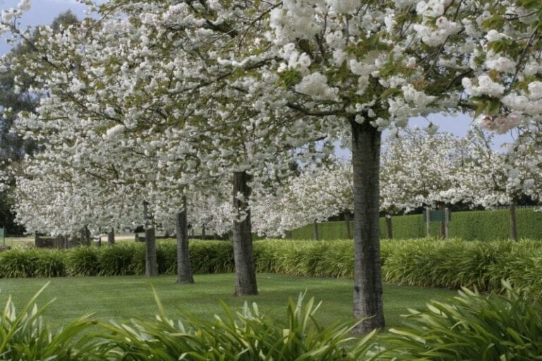 Prunus 'Mount Fuji' Upright Cherry (Tree Form) 150L - Hello Hello ...