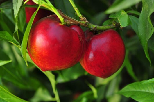 Two ripe red nectarines hang from a Prunus 'Nectared' Nectarine 10" Pot branch surrounded by green leaves.