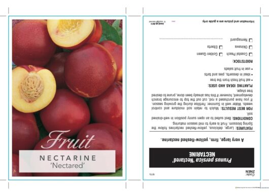 Seed packet for "Prunus 'Nectared' Nectarine 10" Pot" featuring an image of whole and cut nectarines, with planting instructions, growth information, and care details for Prunus nectarine in both English and French.