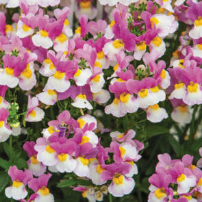 Annuals Plants for Sale Online Melbourne | Hello Hello Plants