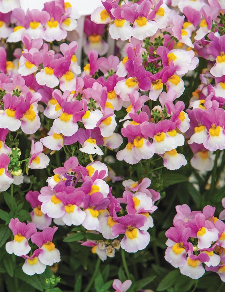 Nemesia 'Coconut Ice' 6