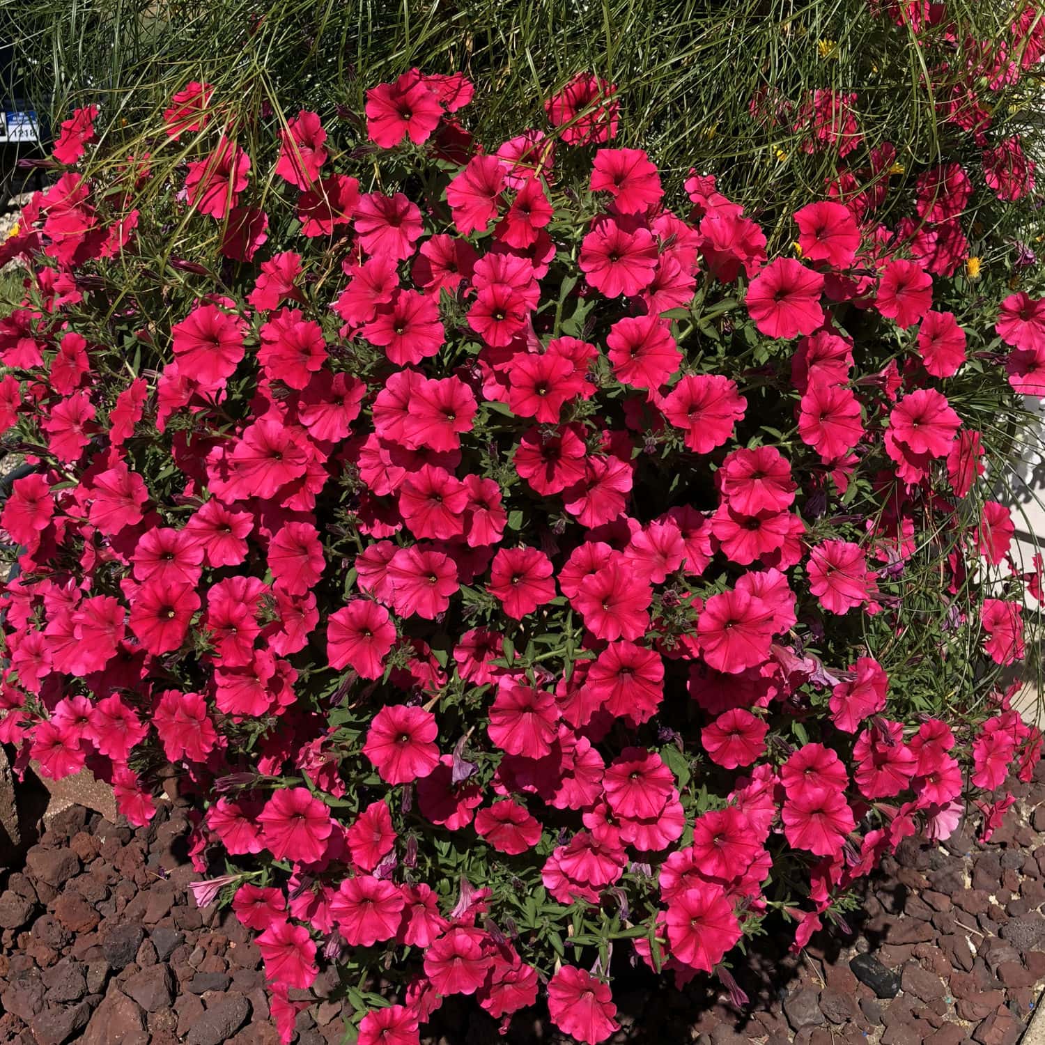 Petunia Supertunia® 'Paradise' 6