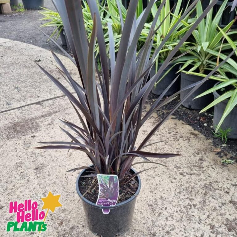 Phormium 'Purple Haze' Flax 10