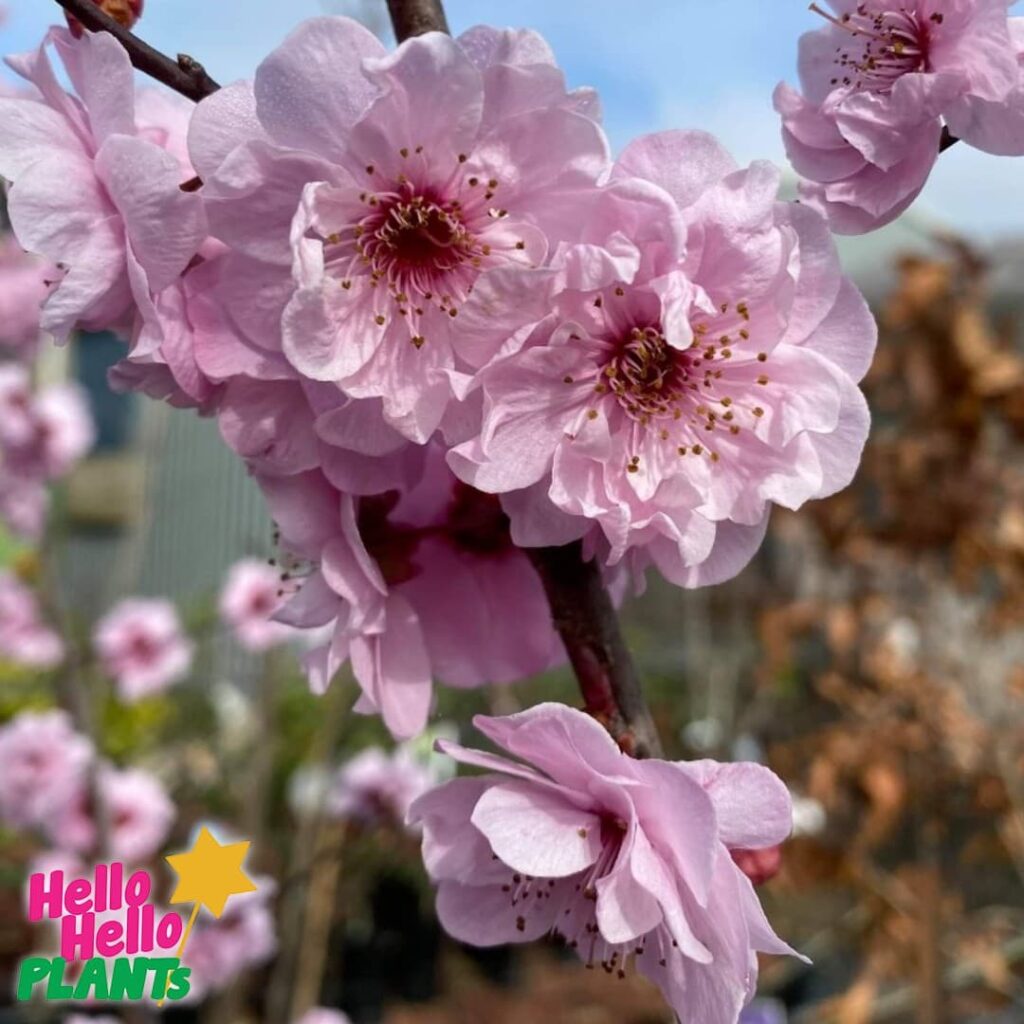 Prunus x blireana 'Pink Cherry Plum Blossom' - Hello Hello Plants