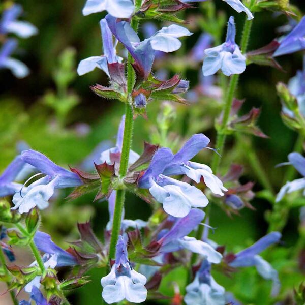 Salvia 'African Sky' - Hello Hello Plants