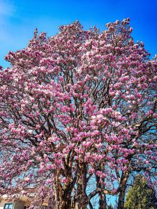 A large Magnolia 'Genie' 10" Pot covered in pink and white blossoms stands against a clear blue sky.