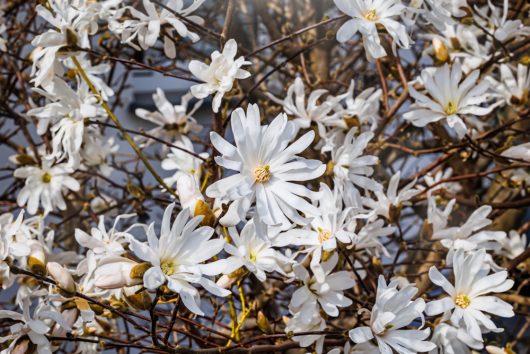 A close-up view of a tree branch covered with numerous blooming Magnolia 'Gold Star' flowers on a bright day.