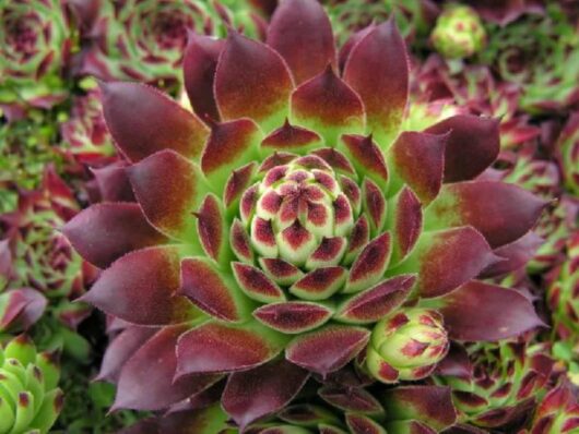 Close-up image of a Sempervivum 'Guillaumes' succulent with vibrant green and reddish-purple leaves arranged in a rosette pattern, thriving in a 3'' pot.