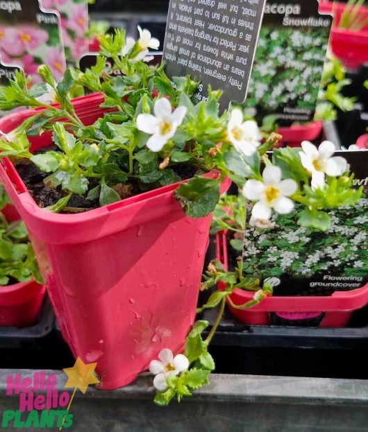 White pots adorned with lush green plants and delicate white flowers, labeled "Bacopa 'White' 3" Pot.