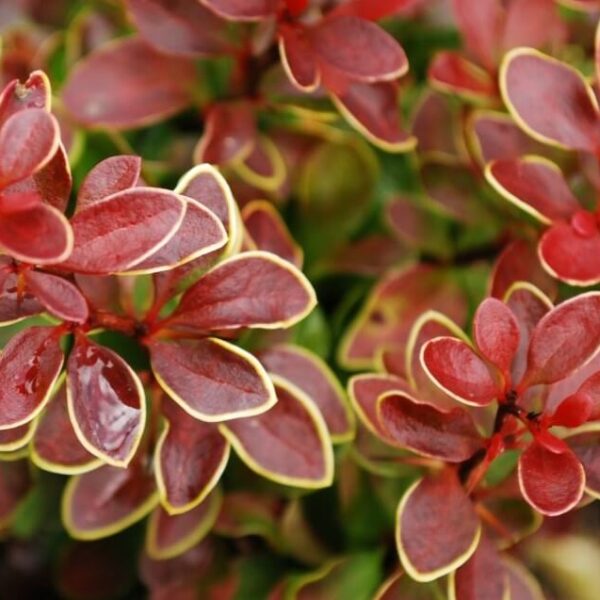 Top 10 Autumn Shrubs! - Garden advice, Top 10 Lists - Hello Hello ...