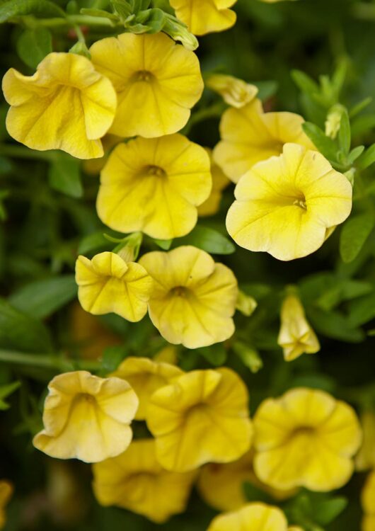 Close-up of vibrant yellow Calibrachoa flowers in a 6" pot, with lush green leaves providing a stunning backdrop.