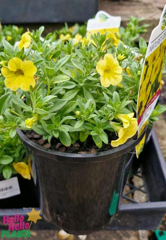 The Calibrachoa 'Yellow' in a 6-inch pot features a lush green display paired with vibrant yellow blooms, elegantly representing the "Hello Hello Plants" brand.