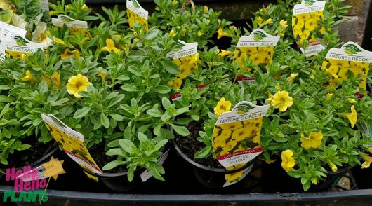 Calibrachoa 'Yellow' plants in 6" pots, each with a labeled tag, are neatly arranged in rows.