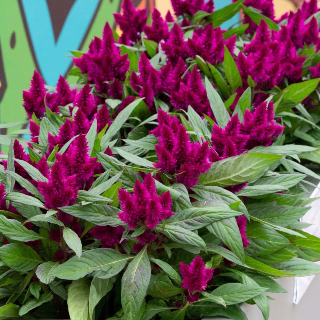 Celosia Intenz™ Dark Purple 5 Pot - Hello Hello Plants