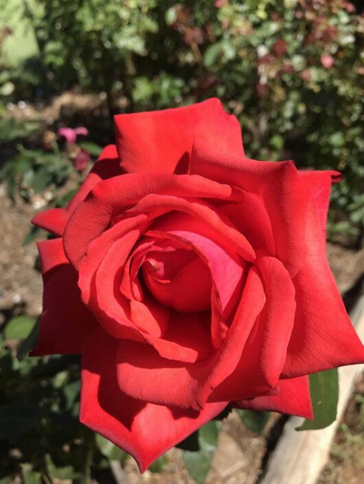 A close-up of the striking Rose 'Dolly Parton' Bush Form in full bloom, displaying its vibrant red petals surrounded by lush green foliage.