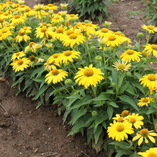 A row of vibrant yellow Echinacea 'Sombrero® Granada Gold' Coneflowers with lush green leaves blooms in a garden bed.