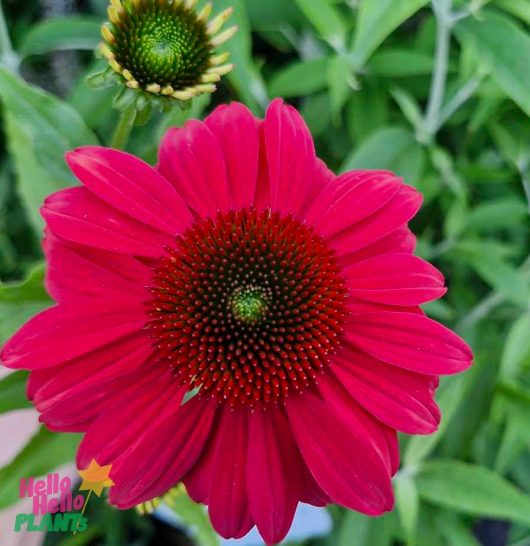 A vibrant pink Echinacea 'Sombrero® Baja' coneflower in full bloom is surrounded by lush green leaves, with a central disc and elegantly radiating petals.