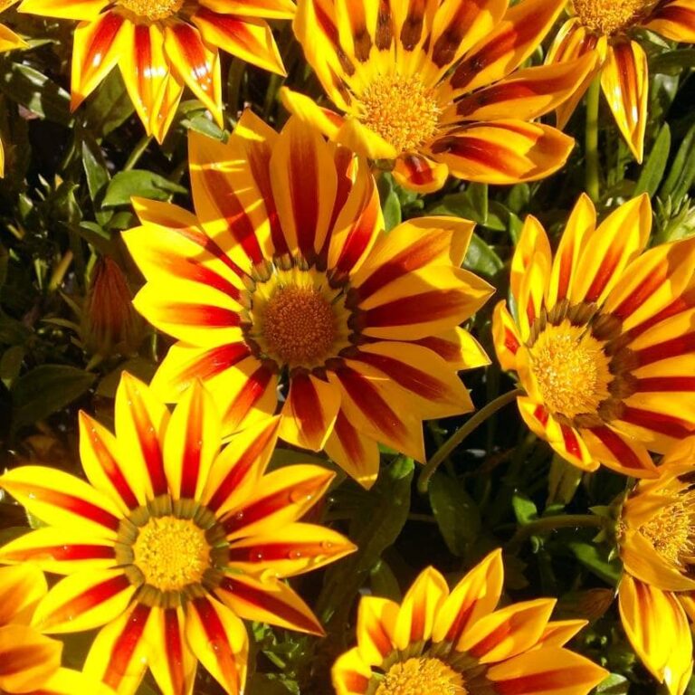 Gazania 'Red Stripe' 6