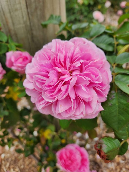 Gertrude Jekyll English Shrub Rose - Climber buff pink rose