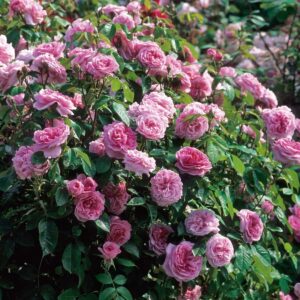 Rose 'Gertrude Jekyll' Bush Form - Hello Hello Plants