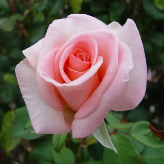 Rosa Secret (Hybrid Tea Rose)