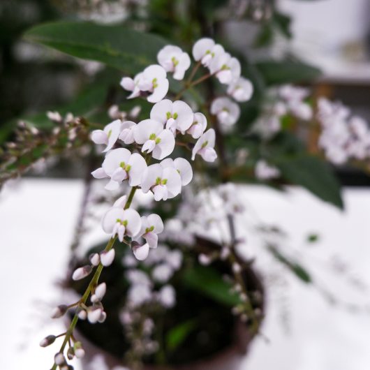 Close-up of a branch adorned with small white blossoms of the Hardenbergia alba 'White Hardenbergia' from a 6" pot in focus. The background is blurred, highlighting green leaves and additional white flowers.