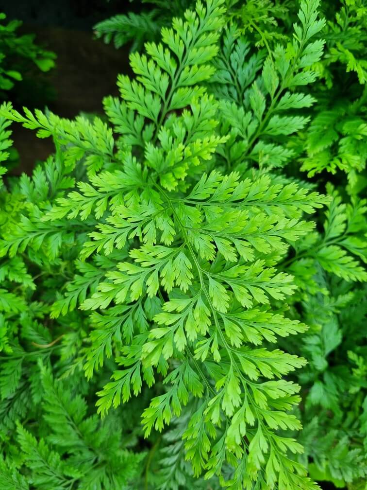 Davallia Rabbit S Foot Fern Pot Hello Hello Plants