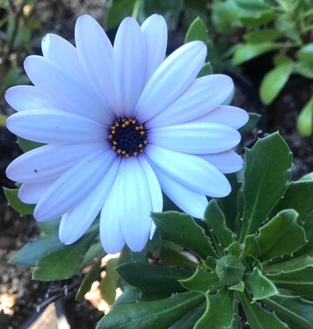 Osteospermum 'Serenity™ White' African Daisy 4