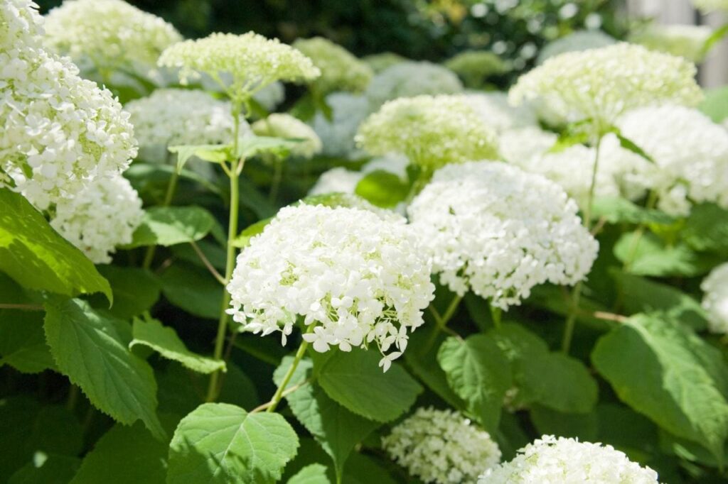 Hydrangea 'Annabelle' 8