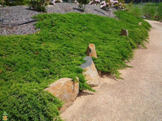 A garden path bordered by rocks and lush green ground cover plants, featuring a Larix 'European Larch' 8'' Pot, with shrubs and flowers in the background.