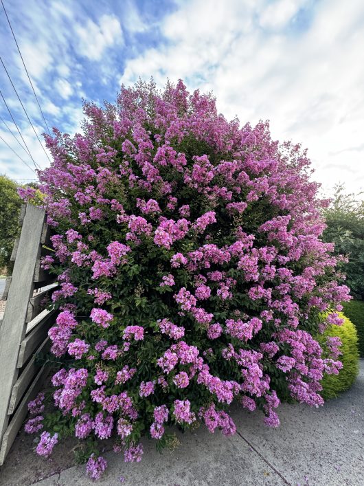 Beside a fence under a partly cloudy sky, a large bush with dense pink clusters evokes the charm of Salvia 'Mystic Spires' 6" Pot.